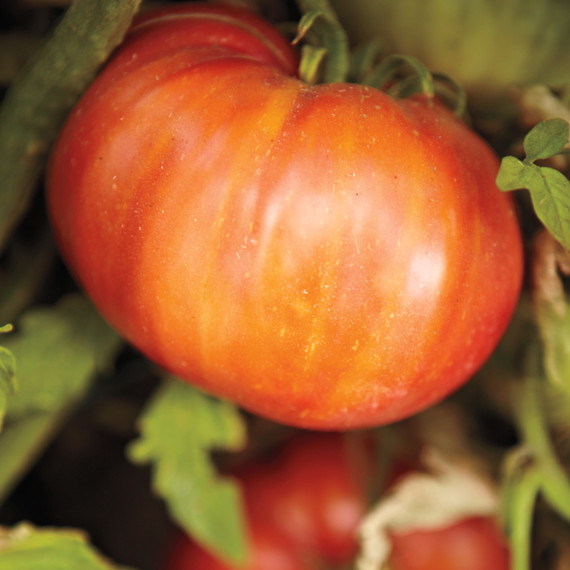 msl-jeff-cerciello-tomatoes-chef-road-trip-0109-md109521.jpg