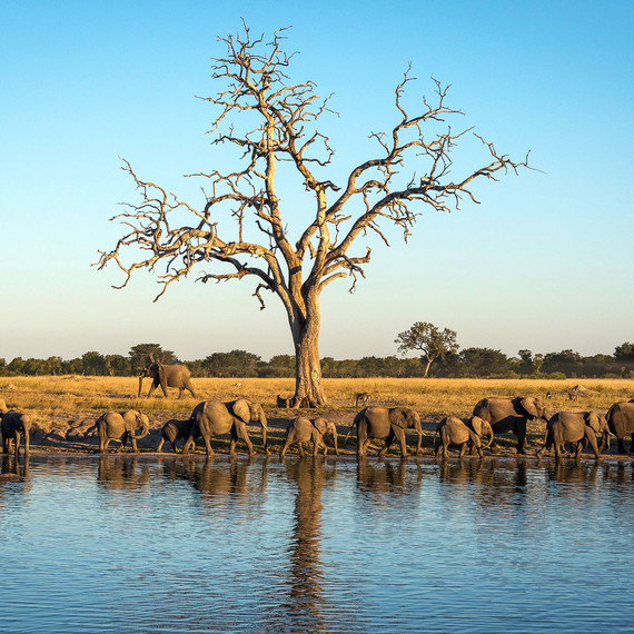 travel zimbabew linkwasha camp wildlife safari travel zimbabew linkwasha camp wildlife safari