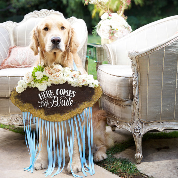 glitter wedding dog glitter wedding dog
