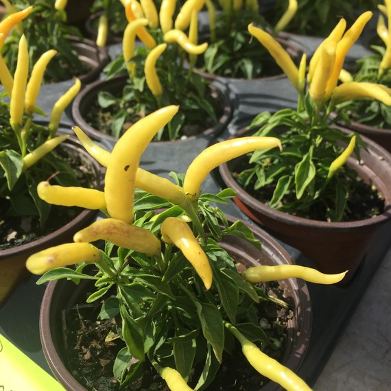 Yellow Peppers