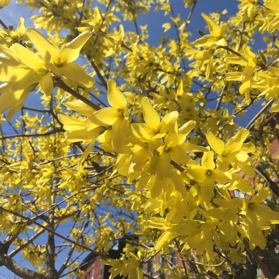 Forsythia Bush
